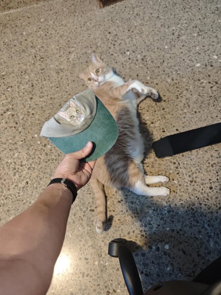 Hand holding a green and gray cap embroidered with a cat face above an orange-and-white cat lying on its back