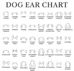Dog ear chart part 1: ear styles #1 Aussie Cavapoo to #40 Coton de Tulear