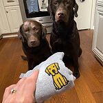 Hand holding up the yellow Labrador puppy design stitched in golden yellow thread on grey fleece, next to two chocolate labs